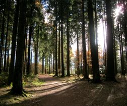 Waldweg im Sonnenschein